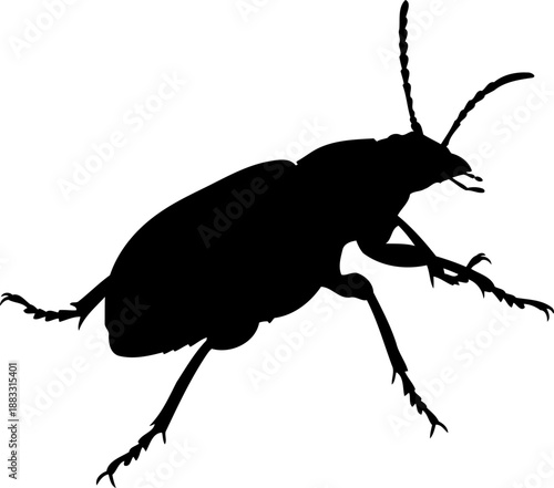 Side view beetle silhouette looking up vector art for nature education