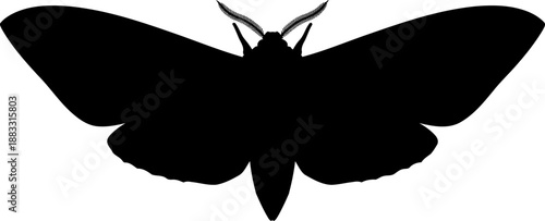 Top view moth silhouette with feathered antennae vector illustration for species identification