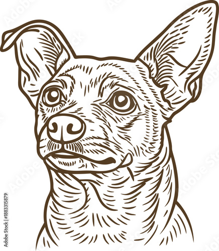 chihuahua dog illustration detailed hand drawn pet portrait with attentive expression