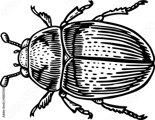 black and white vintage illustration of a beetle insect with detailed segmented body and legs