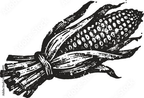 Hand drawn corn cob with husk bundle, vintage farm produce illustration in black and white