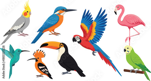 Colorful tropical and exotic bird vector illustration set featuring parrots flamingo toucan and wildlife species