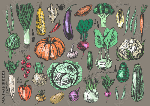 Hand drawn colored ink vegetable sketches set. Pumpkin, onion, beet, corn, eggplant, carrot, daikon, radish, pepper, tomato, potato, celeriac, garlic, ginger, turnip, endive