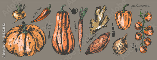 Hand drawn colored ink food illustration set. Orange colored vegetables. Pumpkin, butternut, sweet potato, ginger, bell pepper, tomato, chili, turnip, onion, carrot.