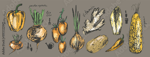 Hand drawn colored ink food illustration set. Yellow colored vegetables. Corn, endive, turnip, beet, potato, chili, bell pepper, onion, tomato, ginger.