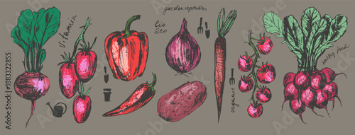 Hand drawn colored ink food illustration set. Red colored vegetables. Beet, tomato, bell pepper, chili, potato, radish, carrot, onion.