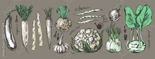 Hand drawn colored ink food illustration set. White colored vegetables. Eggplant, daikon, asparagus, celeriac, beens, fennel, cohlrabi, cauliflower, onion, parsnip, garlic