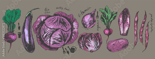 Hand drawn colored ink food illustration set. Purple colored vegetables. Beet, eggplant, cabbage, radicchio, onion, radish, endive, potato, beans.