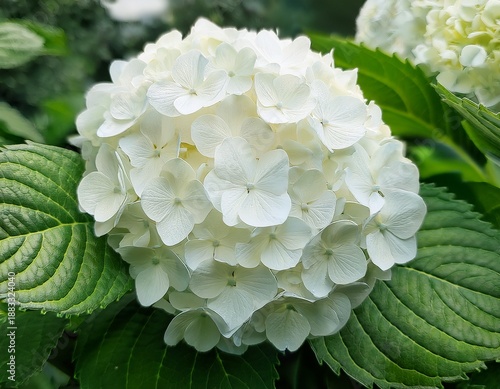 a close up of a beautiful white hydrangea flower with fresh green leaves