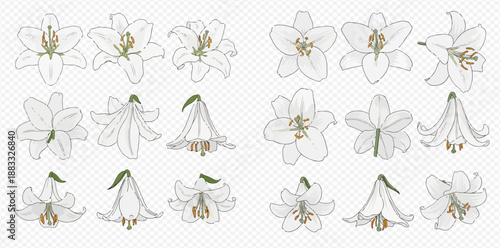 Set of white lily flowers in various views, isolated on transparent background.