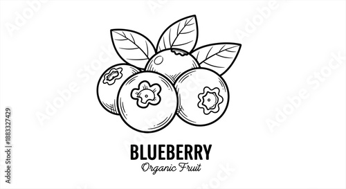 Hand-drawn illustration of organic blueberries with leaves and stem