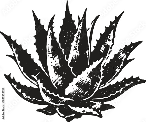 Black and white vintage aloe vera plant illustration with detailed spiky leaves