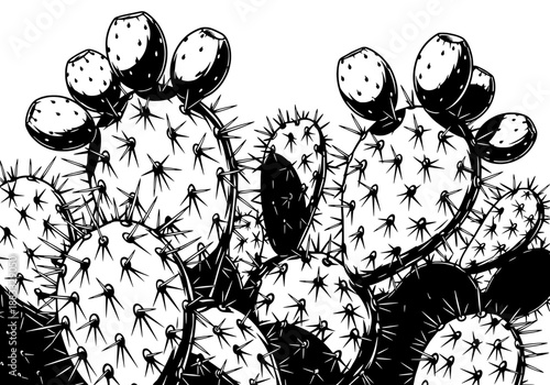 A black and white vector illustration of cacti plants with spines, a detailed close-up view