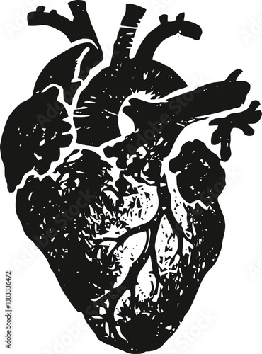 Anatomical human heart illustration with detailed arteries and veins in black and white