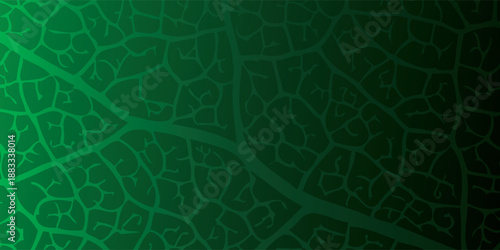 Close-up of a vibrant green leafs intricate vein structure.