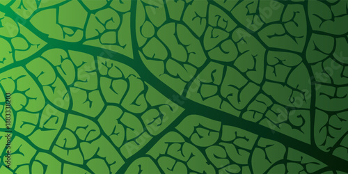 Close-up of a vibrant green leaf vein structure intricate natural pattern.