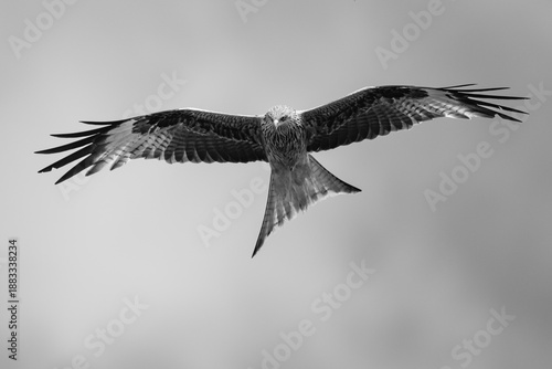 Rotmilan im Flug mit ausgebreiteten Flügeln – Schwarzweiß Wildlife-Fotografie