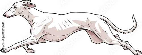 Rajapalayam dog running energetic athletic jumping movement