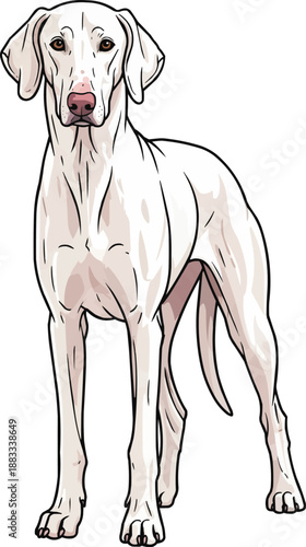 Rajapalayam dog standing attentive facing front illustration