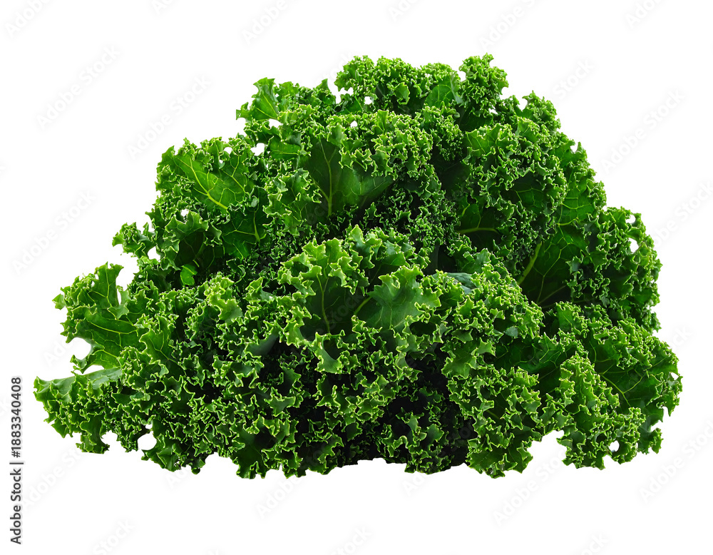 Fototapeta premium Isolated close-up of a vibrant, ruffled, leafy green vegetable