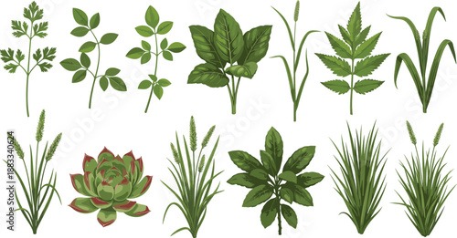 Green Plant and Leaf Collection Vector Illustration Set Featuring Various Botanical Foliage, Garden Herbs, Grass, and Succulent Plants for Nature, Landscaping, and Eco Design Projects
