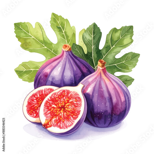 Vibrant watercolor of ripe purple figs with bright red interior and illutrastion transparent background