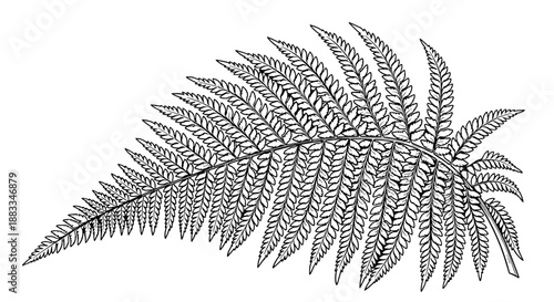 A detailed black and white illustration of a fern leaf with intricate patterns viewed from the side.