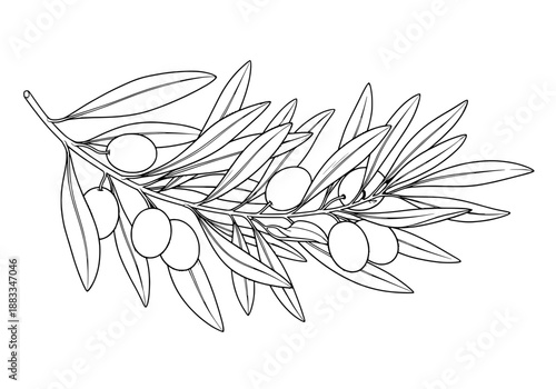 Vintage Olives Branch Illustration
