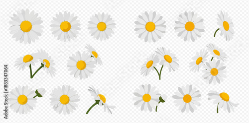 Set of beautiful white daisy flowers with yellow centers in various angles and arrangements on a transparent background.