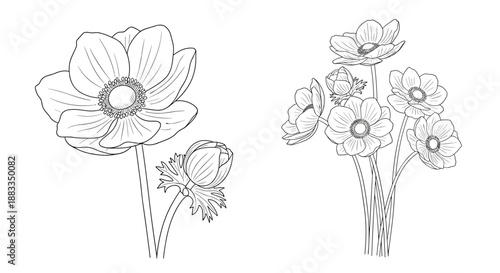 Elegant line art drawings of anemone flowers and buds presented in two different arrangements for botanical design projects.