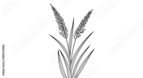 Detailed black and white botanical illustration of a wheat plant with long leaves and full ears of grain on a plain white background.