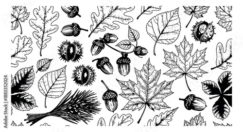Hand drawn line art autumn botanical set featuring leaves, acorns, and chestnuts for seasonal design