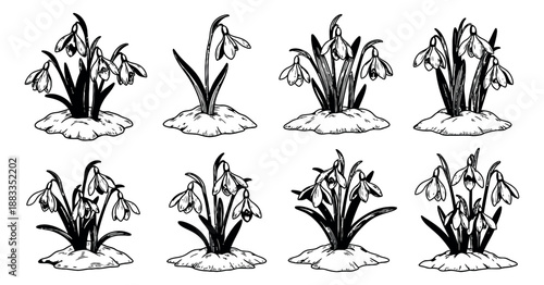 Hand drawn line art snowdrop set featuring blooming spring flowers for seasonal designs