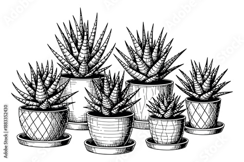Hand drawn botanical set featuring succulent plants in pots for garden and interior design