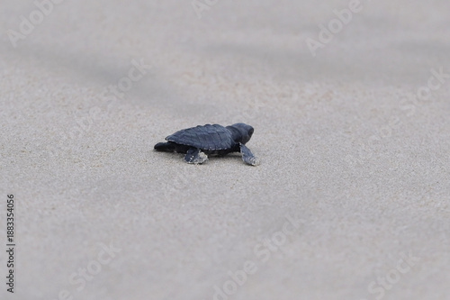 Cuadro en lienzo Release of Olive Ridley sea turtle hatchlings at Lampuuk Beach, Aceh, Indonesia