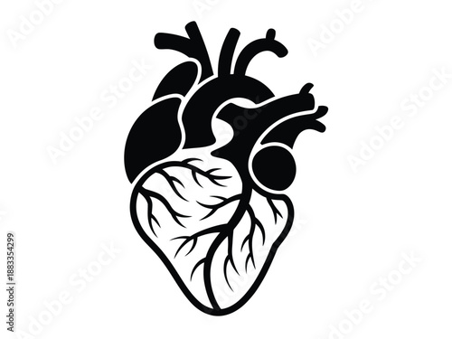 Illustration of a human heart isolated on white background, Vector, illustration