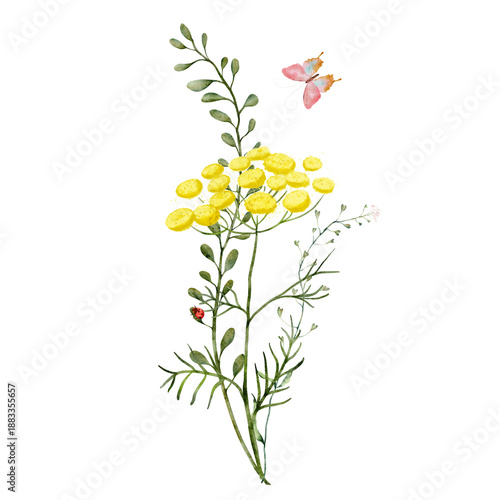 Watercolor composition with yellow tansy flowers, shepherds purse, green leaves, butterfly, ladybug