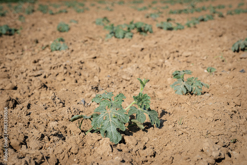 Watermelon plant seedlings growing in dry cracked soil, cultivating new life and hope in challenging agricultural conditions during drought season