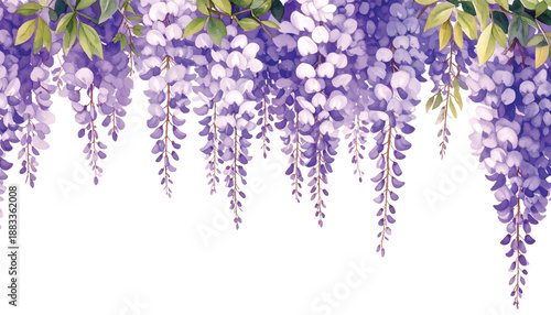 Delicate watercolor painting of cascading purple wisteria flowers illutrastion transparent background