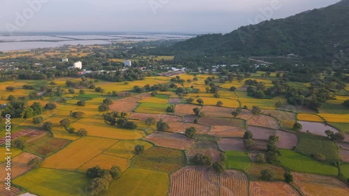 Peaceful aerial view of rice fields in Mekong Delta, Tri Ton Ta Pa, An Giang province, Vietnam. Royalty high-quality free best stock above beautiful fresh green and yellow rice fields