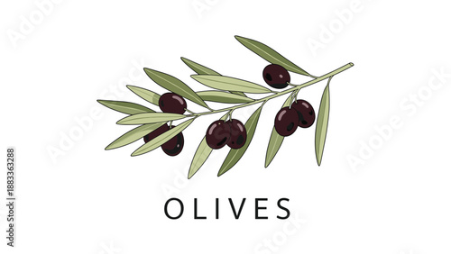 Olive branch illustration with dark ripe olives and green leaves above the text olives on a clean white background.