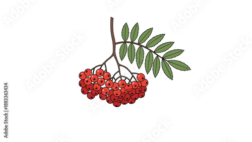 Rowan berry branch illustration featuring a dense cluster of ripe red berries and several green pinnate leaves.