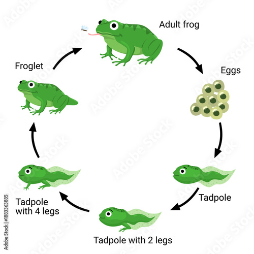 Frog life cycle infographic for education