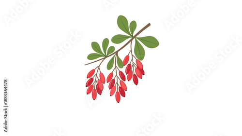 Branch of a barberry plant with small red berries and green oval leaves illustrating a natural autumn botanical element.