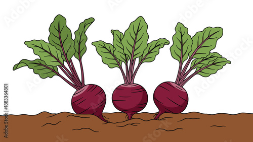 Three fresh purple beetroots with green leaves growing in dark brown garden soil for healthy organic farming themes.