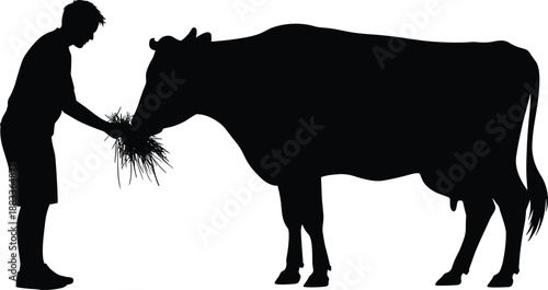 Silhouette of a farmer feeding a cow, livestock care, agricultural life, farm animal feeding, animal husbandry, rural lifestyle, farming activities, animal welfare