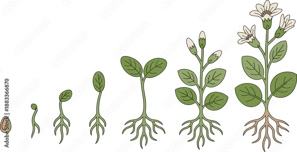 Fototapeta premium Cartoon flowering plant lifecycle icon set with seed, germination, sprout, leafy stem, bud, and full bloom stage.