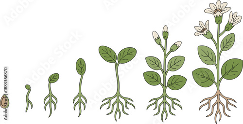 Cartoon flowering plant lifecycle icon set with seed, germination, sprout, leafy stem, bud, and full bloom stage.