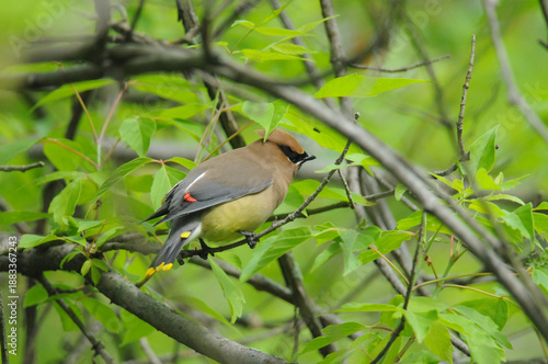 Cedar Waxwing perched on a branch showing its colorful markings