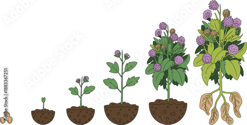 Cartoon flowering plant lifecycle icon set with seed, sprout, leafy stem, purple bloom, and mature root system.